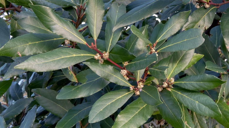 Which Bay Laurel Should You Grow In Pots Or Beds